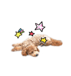 トイプーもこ♡（個別スタンプ：5）