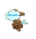 トイプーもこ♡（個別スタンプ：6）
