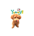 トイプーもこ♡（個別スタンプ：7）