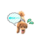 トイプーもこ♡（個別スタンプ：11）