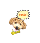 トイプーもこ♡（個別スタンプ：12）