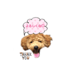 トイプーもこ♡（個別スタンプ：14）