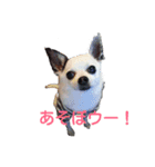 little-white-monster（個別スタンプ：1）