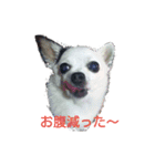 little-white-monster（個別スタンプ：11）