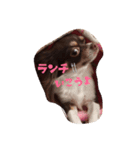 ココちゃんファミリー（個別スタンプ：2）