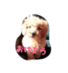 ココちゃんファミリー（個別スタンプ：5）