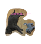 ジジのスタンプ（個別スタンプ：10）