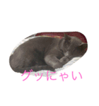 ジジのスタンプ（個別スタンプ：13）