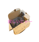 ジジのスタンプ（個別スタンプ：16）