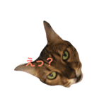 まいにちだるいねこ3（個別スタンプ：1）