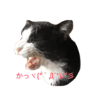 まいにちだるいねこ3（個別スタンプ：2）