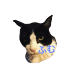 まいにちだるいねこ3（個別スタンプ：3）