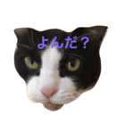 まいにちだるいねこ3（個別スタンプ：4）