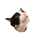 まいにちだるいねこ3（個別スタンプ：5）