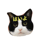 まいにちだるいねこ3（個別スタンプ：7）