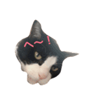まいにちだるいねこ3（個別スタンプ：8）