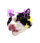 モノクロキャット（個別スタンプ：1）