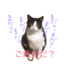 モノクロキャット（個別スタンプ：2）