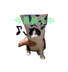 モノクロキャット（個別スタンプ：3）