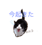 モノクロキャット（個別スタンプ：4）