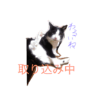モノクロキャット（個別スタンプ：6）