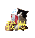 モノクロキャット（個別スタンプ：8）