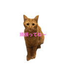 猫ちゃま（個別スタンプ：1）