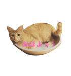 猫ちゃま（個別スタンプ：2）