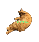 猫ちゃま（個別スタンプ：3）