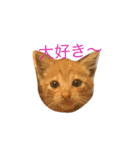 猫ちゃま（個別スタンプ：4）