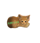 猫ちゃま（個別スタンプ：5）