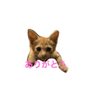 猫ちゃま（個別スタンプ：10）