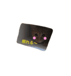 猫ちゃま（個別スタンプ：12）