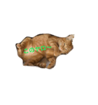 猫ちゃま（個別スタンプ：13）