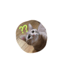 猫ちゃま（個別スタンプ：14）