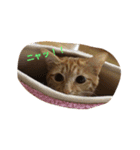 猫ちゃま（個別スタンプ：15）