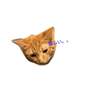 猫ちゃま（個別スタンプ：16）