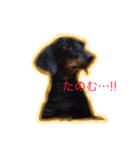 ミニチュアダックスのサム（個別スタンプ：6）