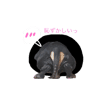 ミニチュアダックスのサム（個別スタンプ：10）