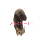 ミヌエットみぃくん（個別スタンプ：5）