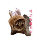 ミヌエットみぃくん（個別スタンプ：7）