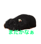 eitamikopon（個別スタンプ：10）