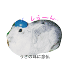 うさぎ的ことわざ（個別スタンプ：4）