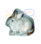 うさぎ的ことわざ（個別スタンプ：5）