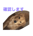 アリシアとメイと時々アゲハ（個別スタンプ：3）