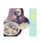 アリシアとメイと時々アゲハ（個別スタンプ：11）