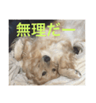 アリシアとメイと時々アゲハ（個別スタンプ：12）