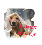 アリシアとメイと時々アゲハ（個別スタンプ：14）