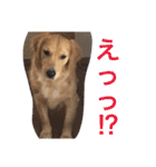 アリシアとメイと時々アゲハ（個別スタンプ：17）