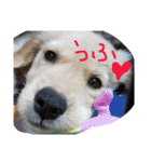 アリシアとメイと時々アゲハ（個別スタンプ：33）